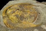 Inflated Declivolithus Trilobite - Morocco (Special Price) #138571-3